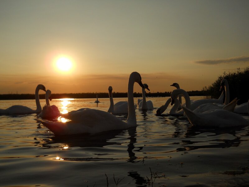 Swans on a Lake — Orange, Serene, Sunset, Photograph