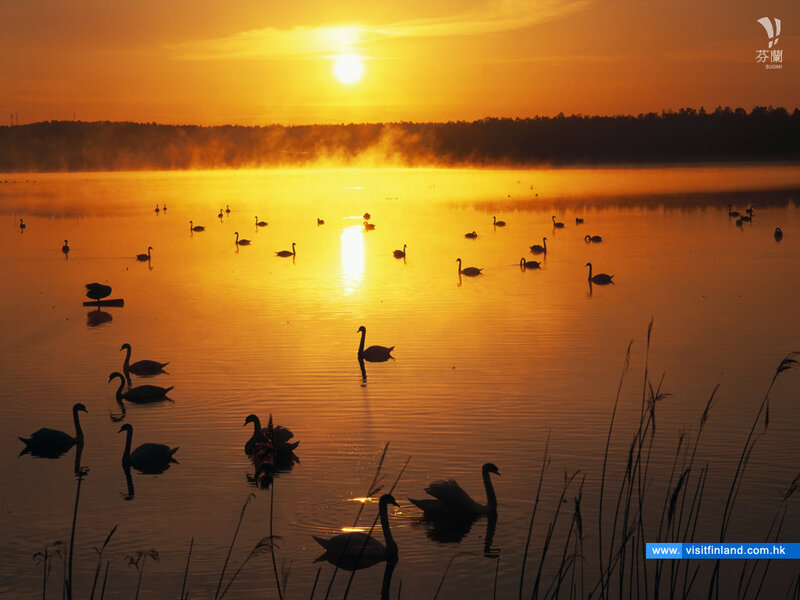 Swans on a Lake — Orange, Serene