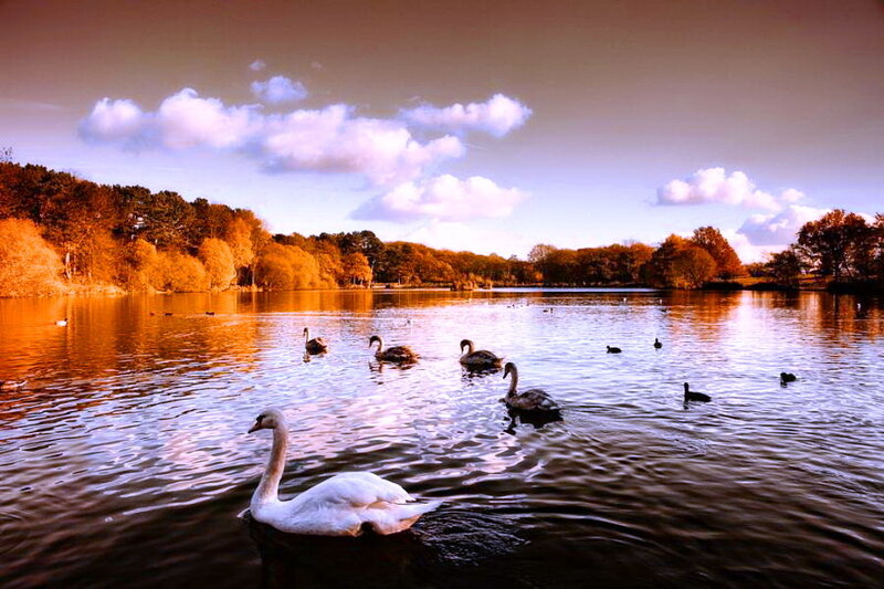 Swans on a Lake — Orange