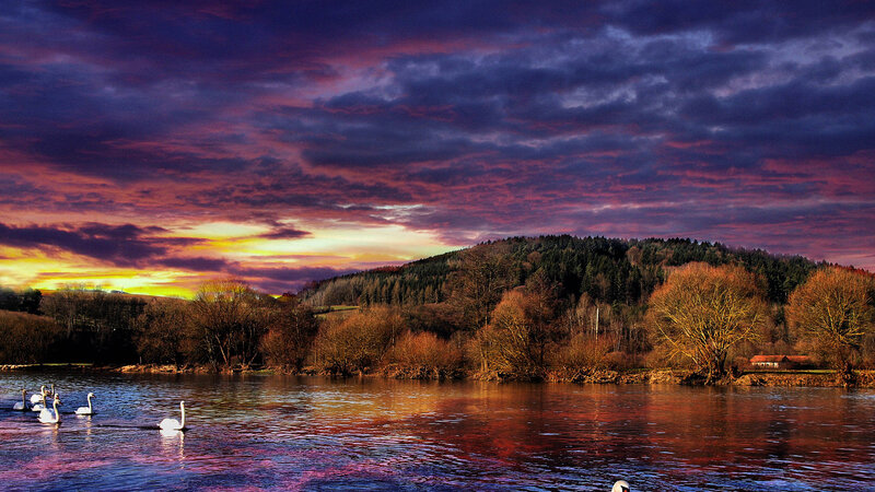 Swans on a Lake — Purple, Dramatic, Sunset, Photograph