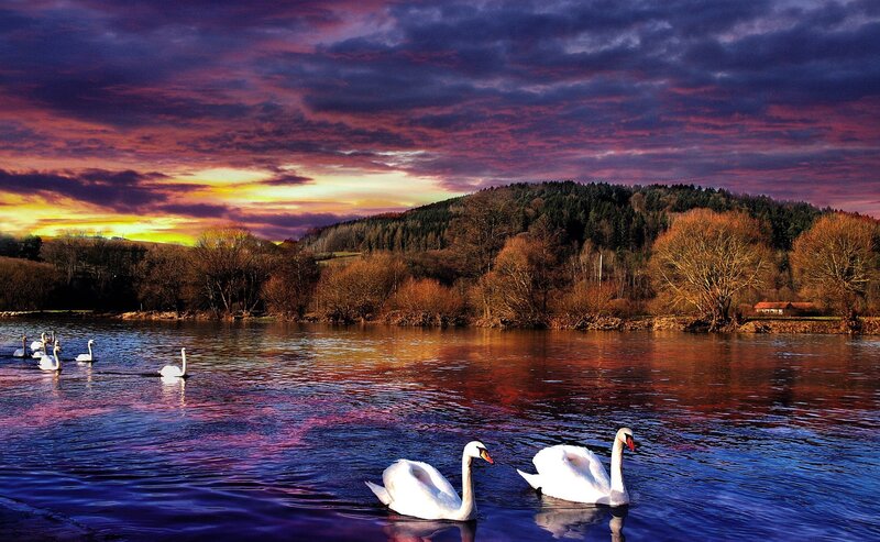 Swans on a Lake — Purple, Dramatic, Sunset, Photograph, Trees, Sky, Blue