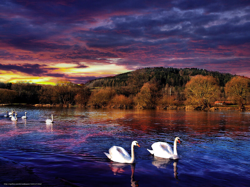 Swans on a Lake — Purple, Dramatic, Sunset, Photograph, Trees, Sky