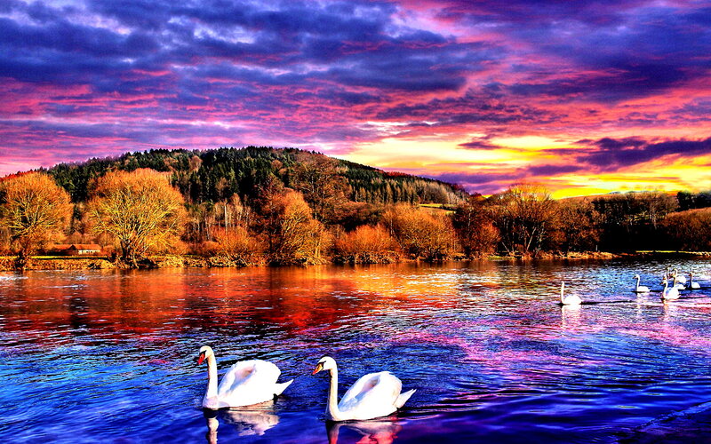 Swans on a Lake — Purple, Dramatic, Sunset, Photograph, Trees