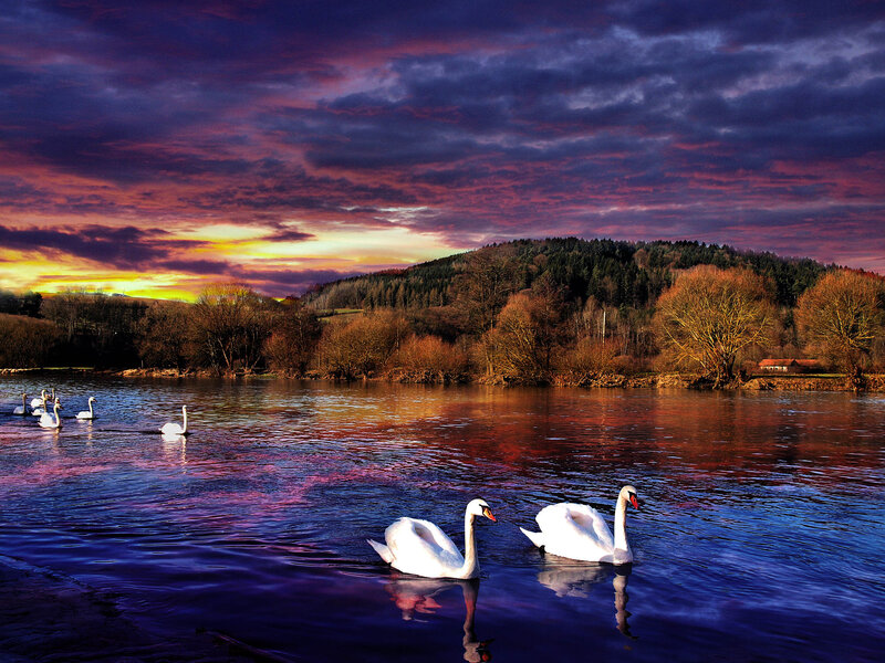 Swans on a Lake — Purple, Dramatic