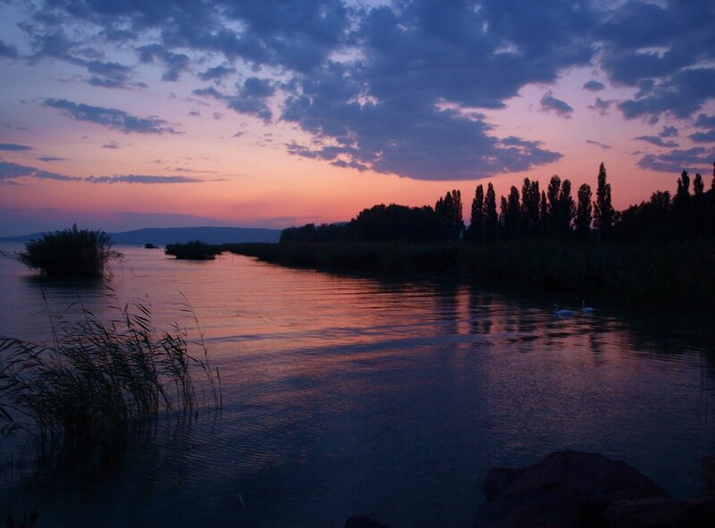 Swans on a Lake — Purple, Serene, Sunset, Photograph, Trees