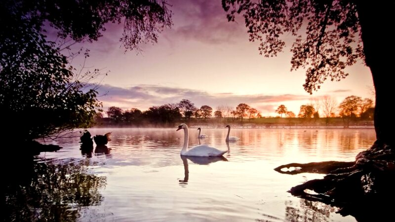 Swans on a Lake — Purple, Serene, Sunset