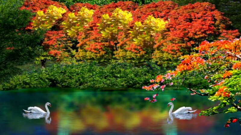 Swans on a Lake — Red, Serene, Autumn