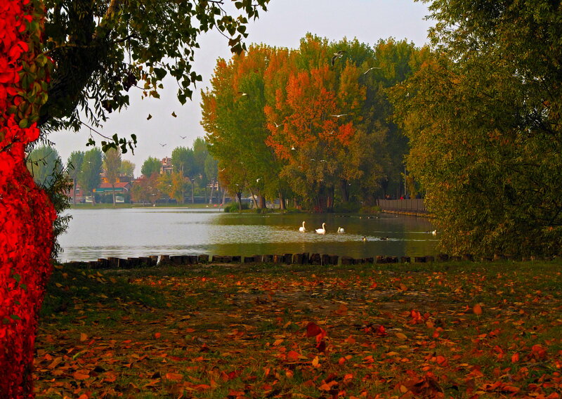 Swans on a Lake — Red