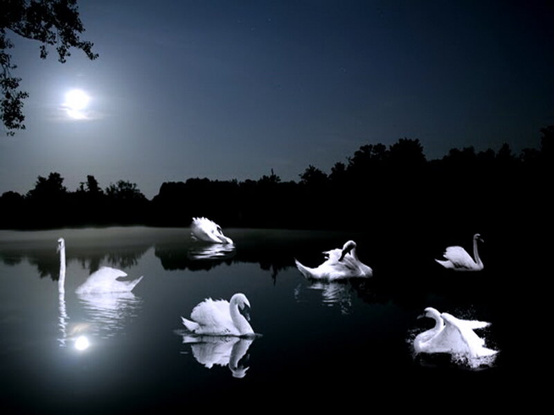 Swans on a Lake — White, Serene, Night