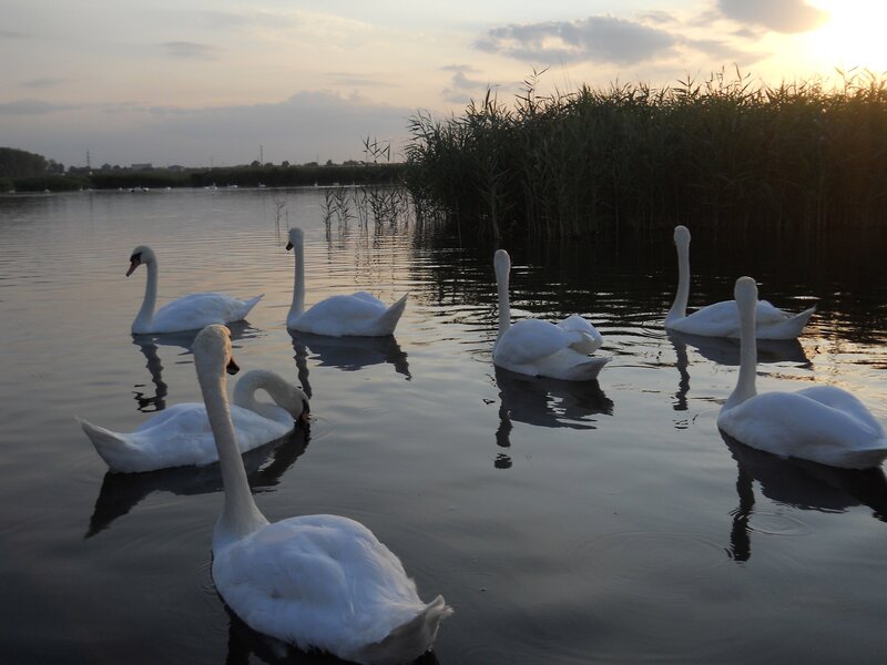 Swans on a Lake — White, Serene, Sunset, Photograph, Reeds, Blue