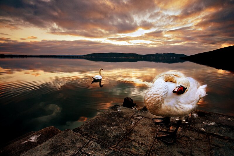 Swans on a Lake — White, Serene, Sunset