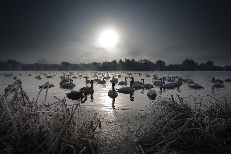 Swans on a Lake — White, Serene, Winter, Photograph