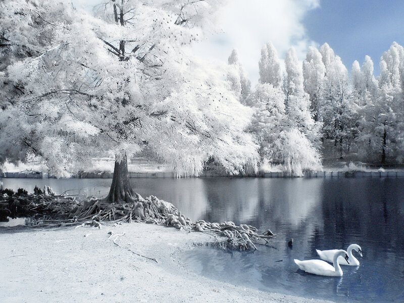 Swans on a Lake — White, Serene, Winter