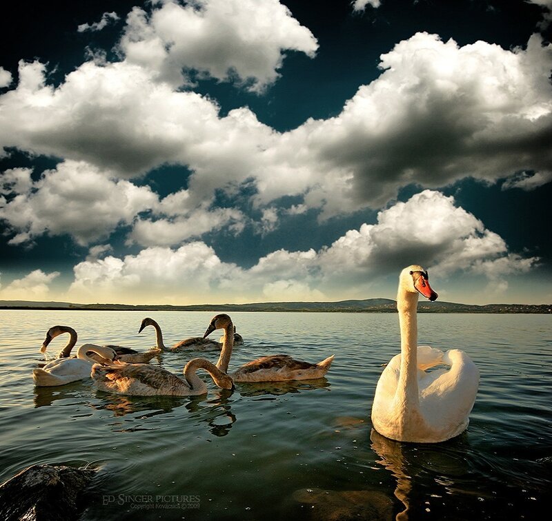 Swans on a Lake — White