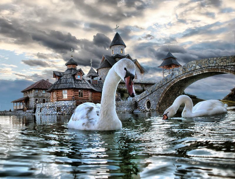 Swans on a lake with church