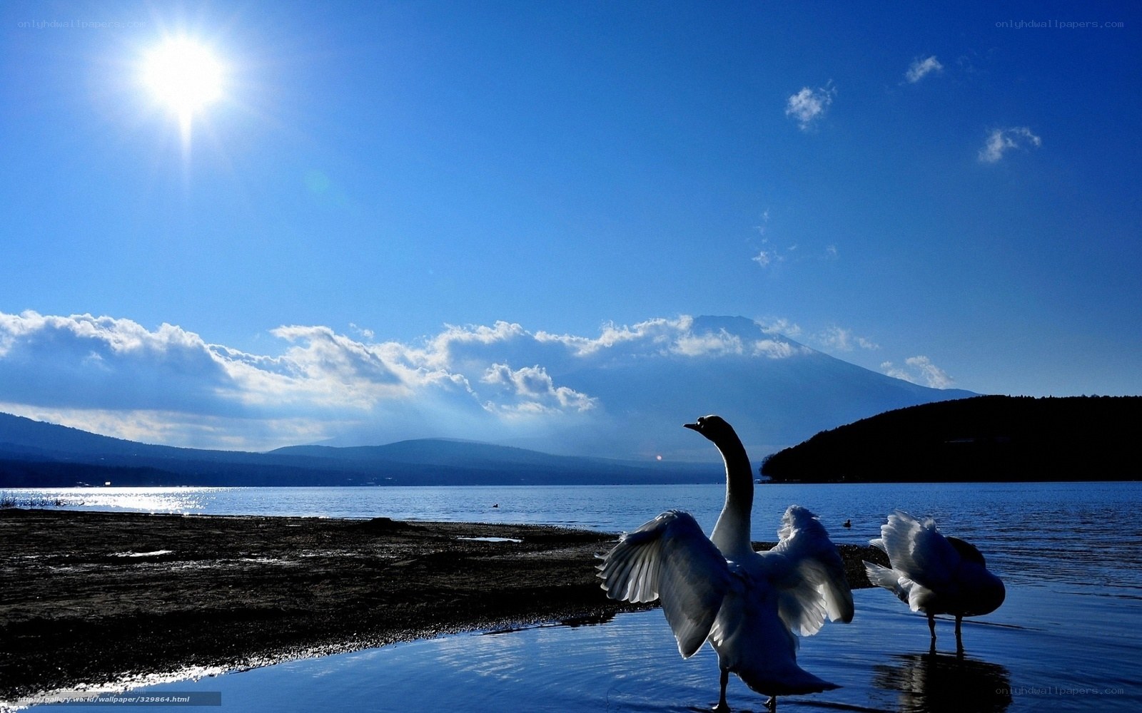Swans on a lake with Mount Fuji