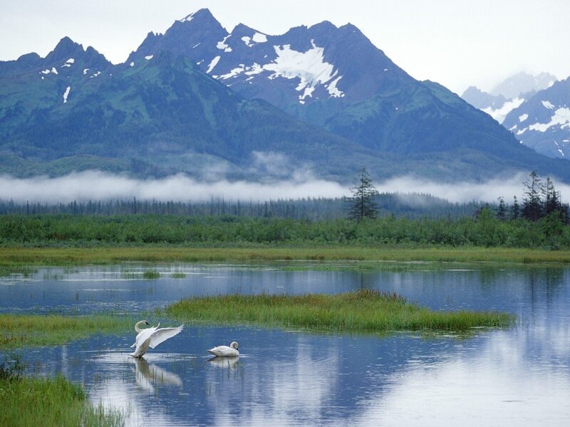 Swans on a lake with mountains