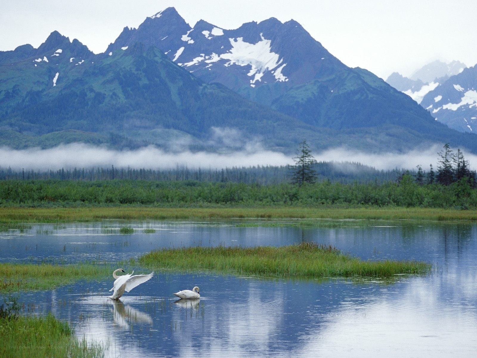 Swans on a lake with mountains