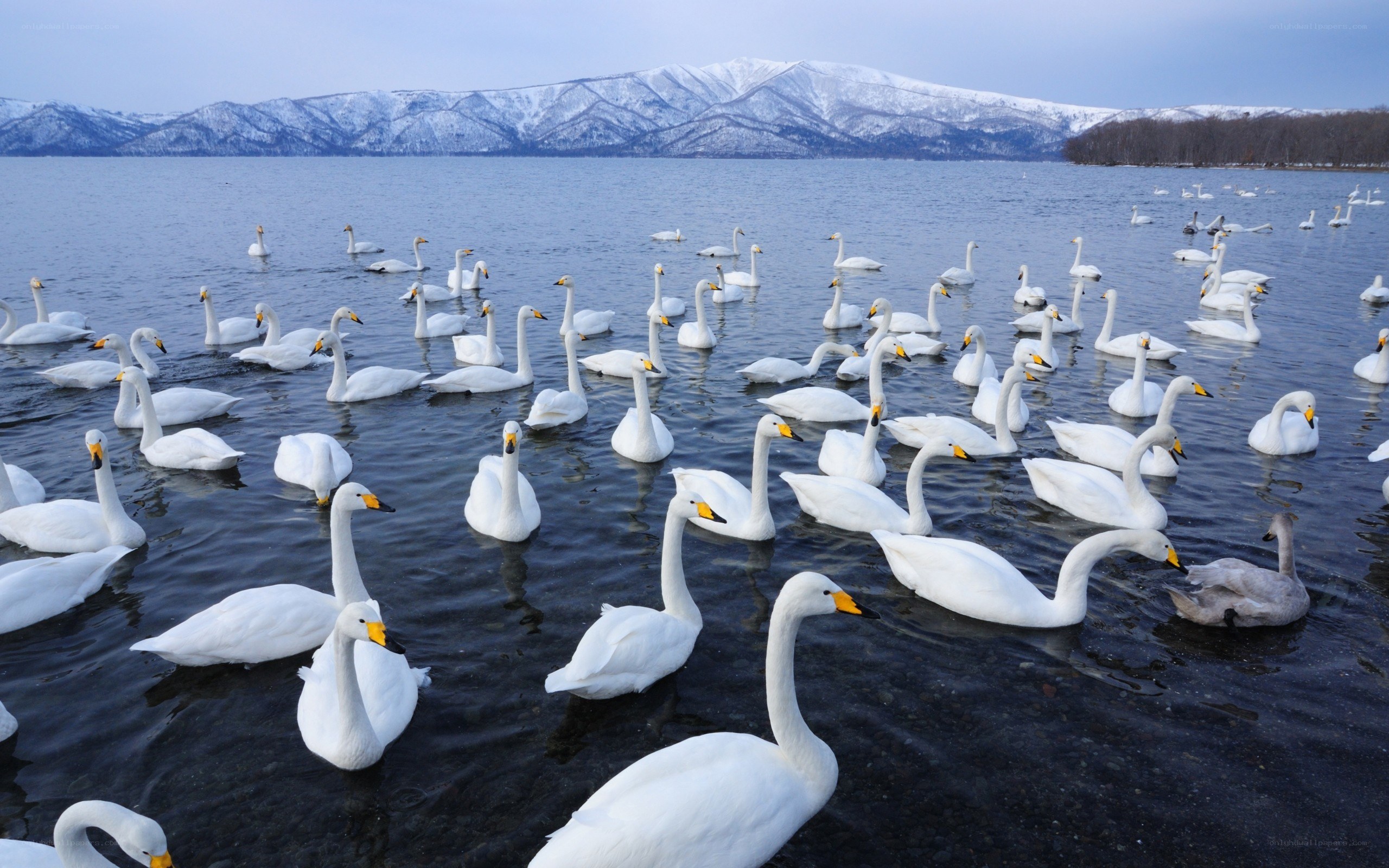Swans on a lake with mountains