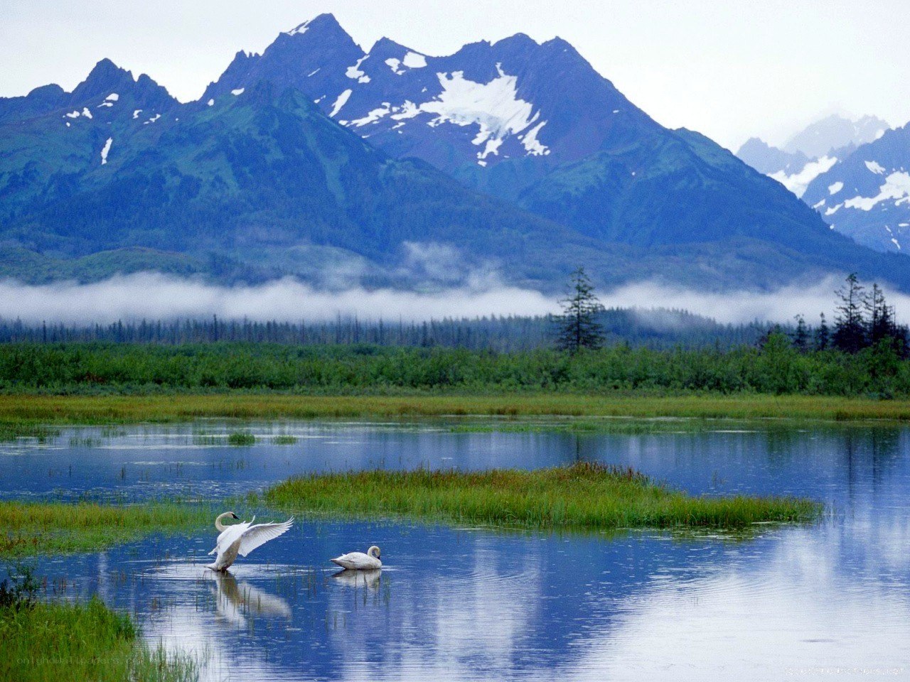 Swans on a lake with mountains