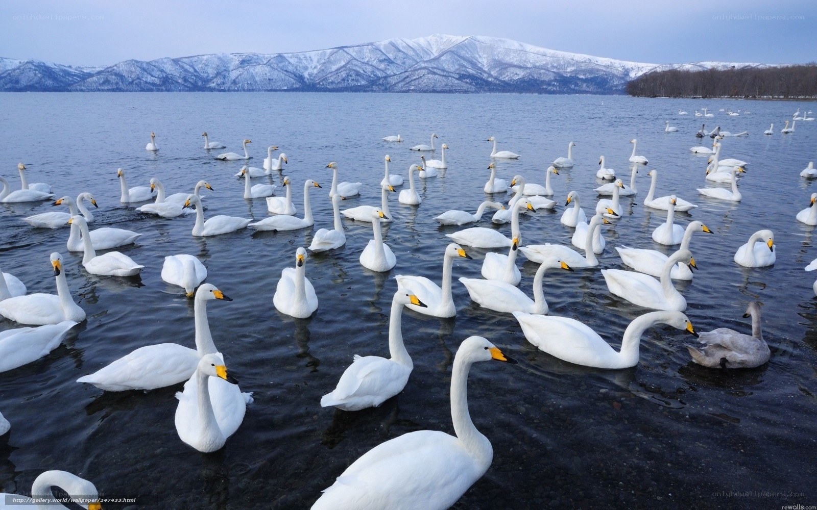 Swans on a lake with mountains