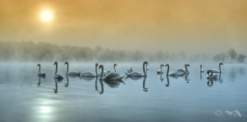 Swans on a Lake — Yellow, Serene, Morning
