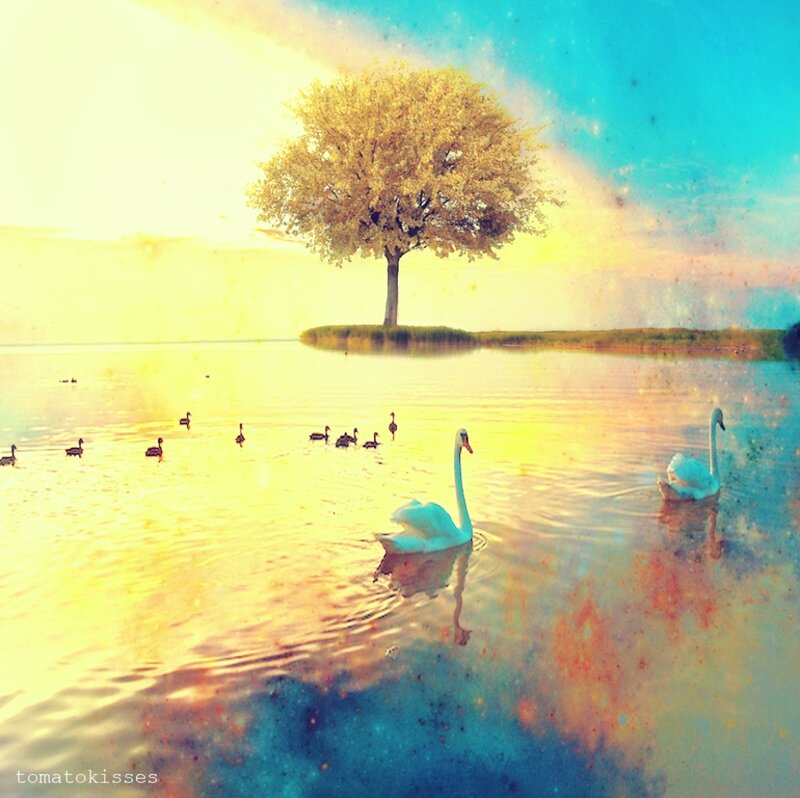 Swans on a Lake — Yellow, Serene, Sunset, Digital Art