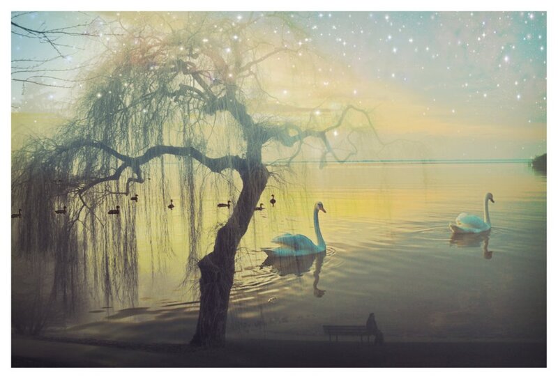Swans on a Lake — Yellow, Serene, Sunset