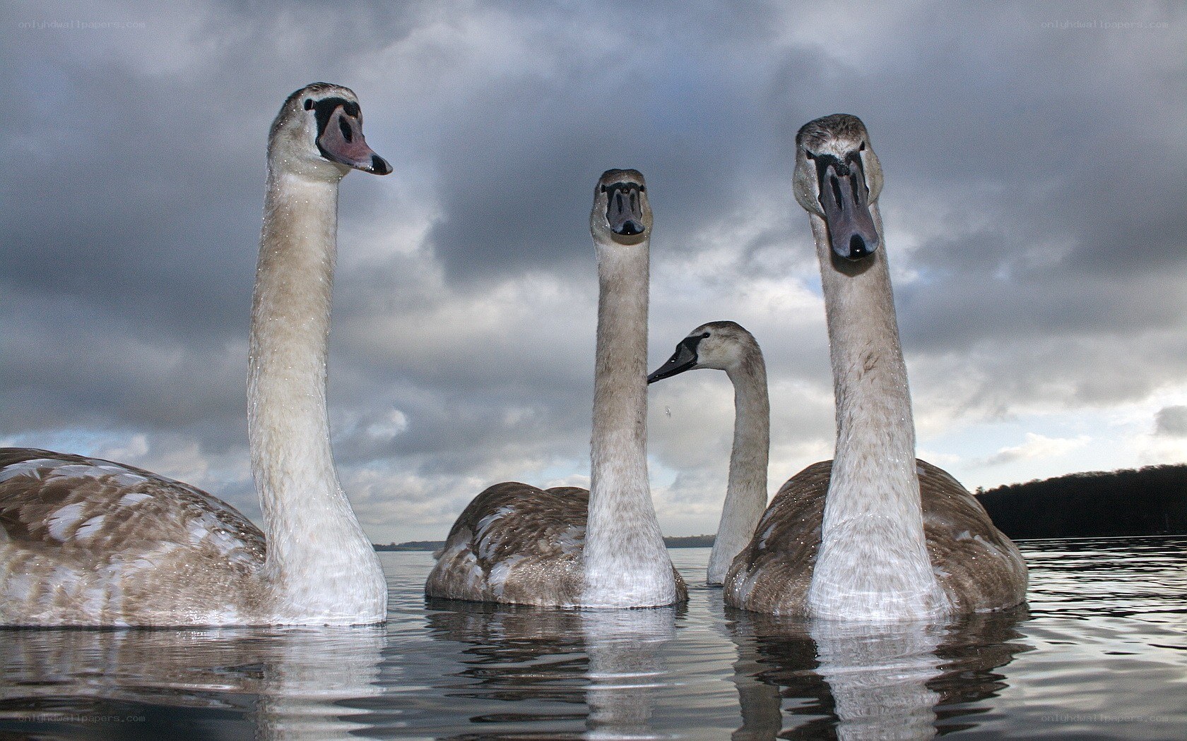 swans on a lake