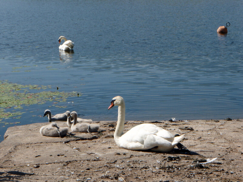 Swans on a lakeshore