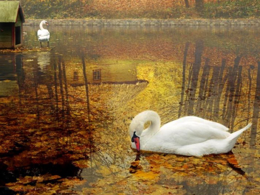 Swans on a leaf-covered pond