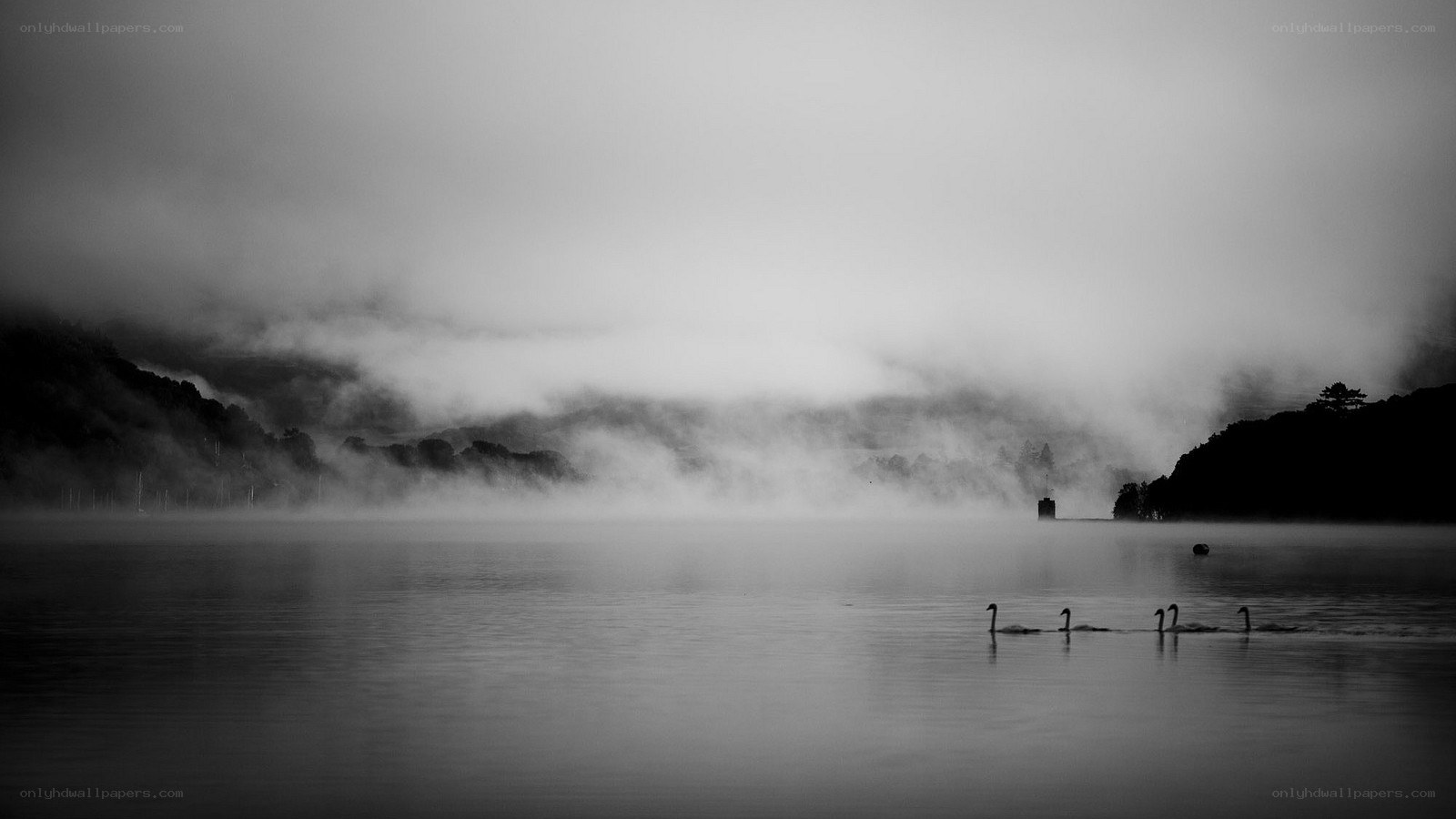 Swans on a misty lake