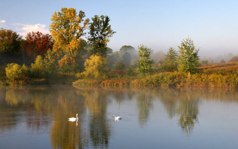 Swans on a misty lake