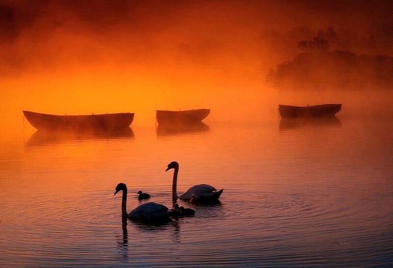 Swans on a misty lake at sunrise