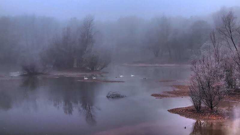 Swans on a Misty Lake — Gray
