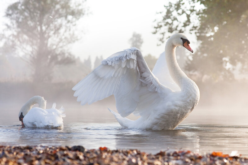 Swans on a Misty Lake — White