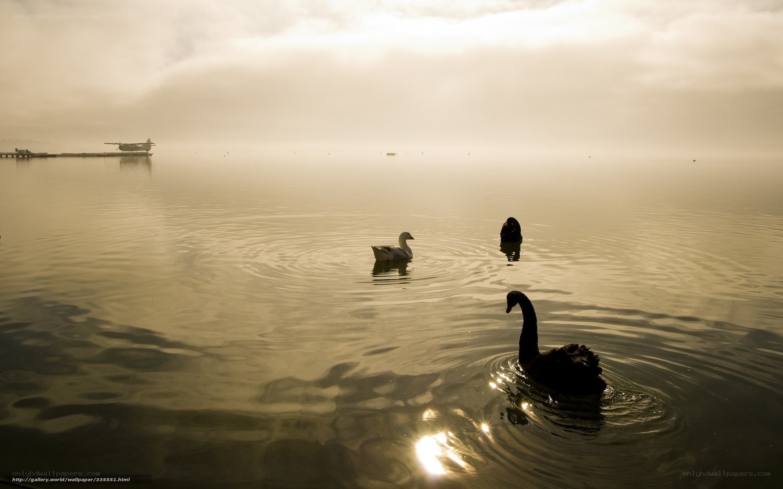 Swans on a misty lake