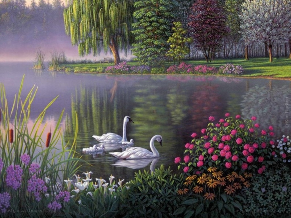 Swans on a misty pond