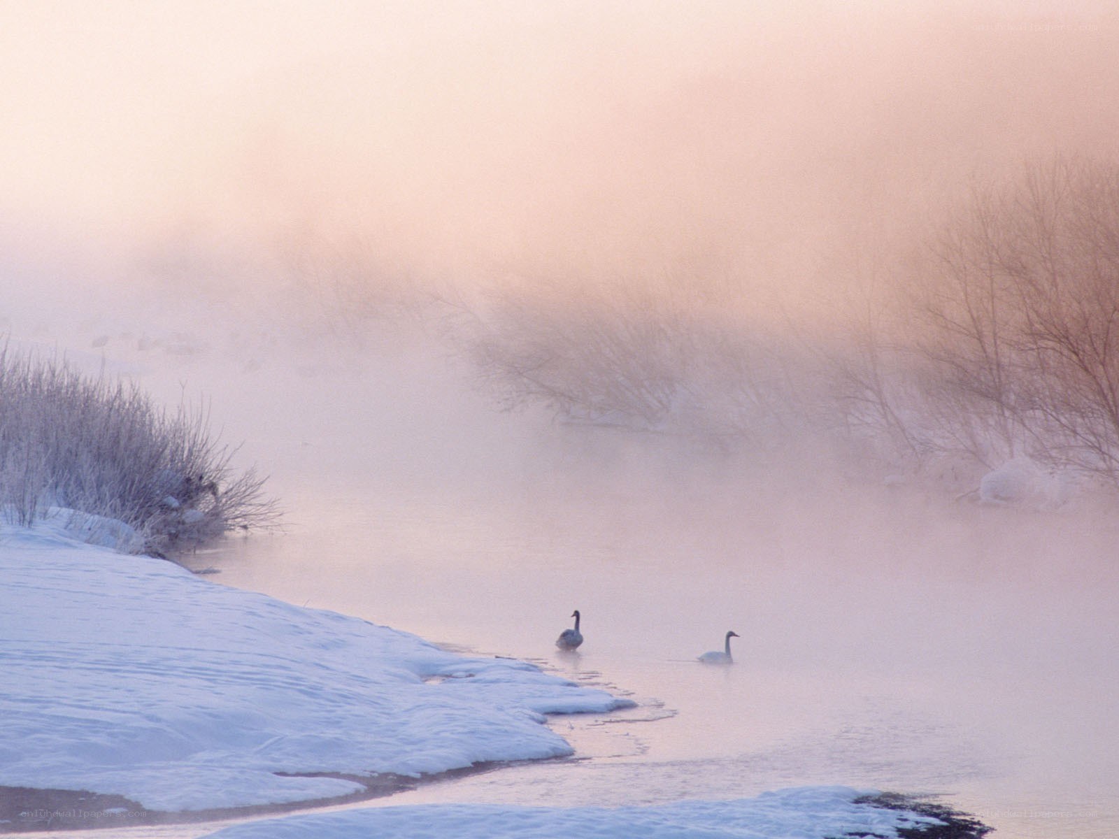 Swans on a misty river