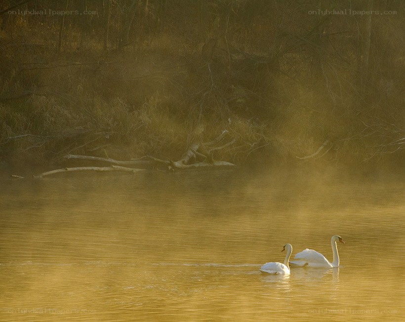 Swans on a misty river