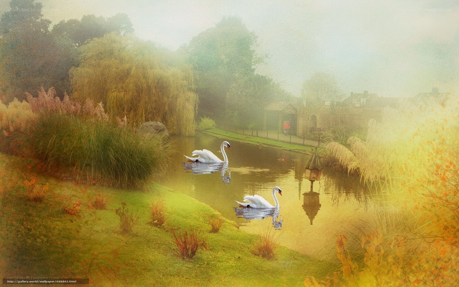 Swans on a misty river