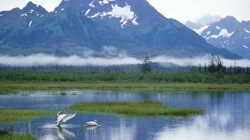 Swans on a mountain lake