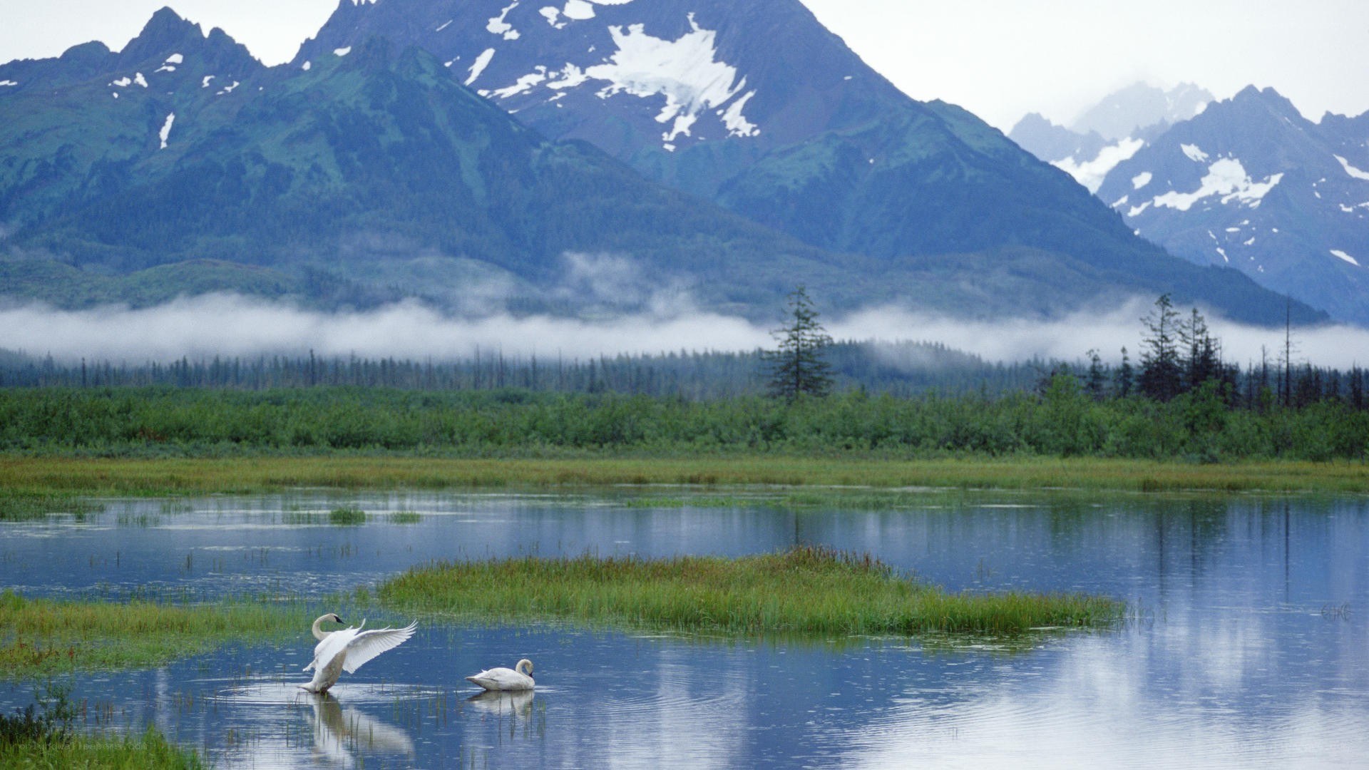 Swans on a mountain lake