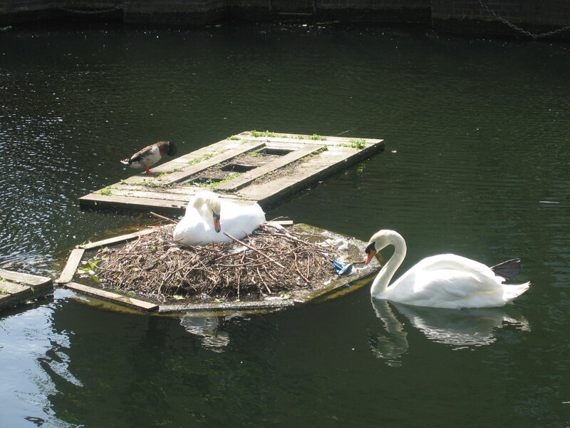 Swans on a Nest