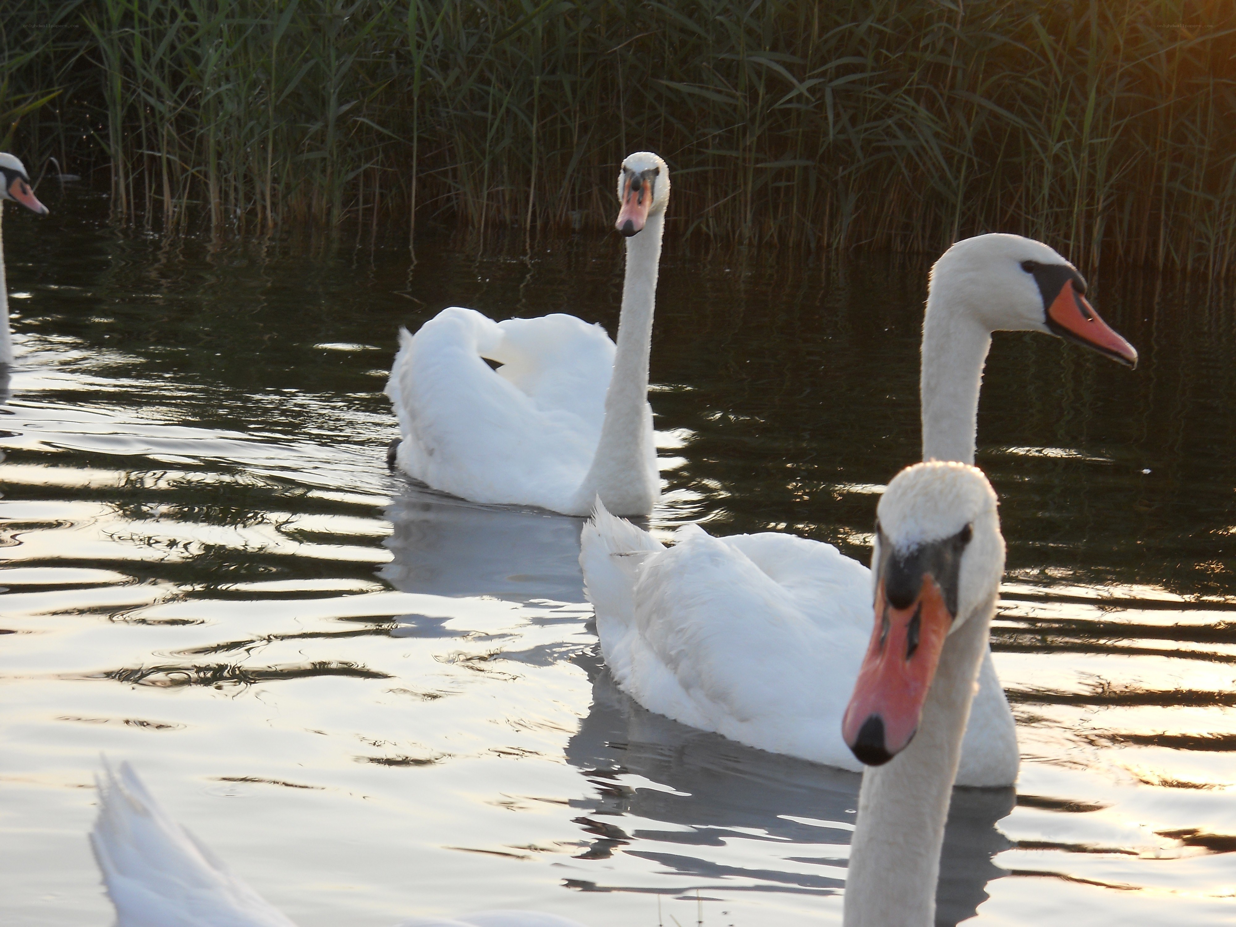 Swans on a pond at sunset
