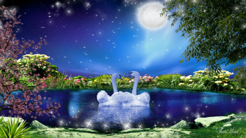 Swans on a Pond — Blue, Serene, Night