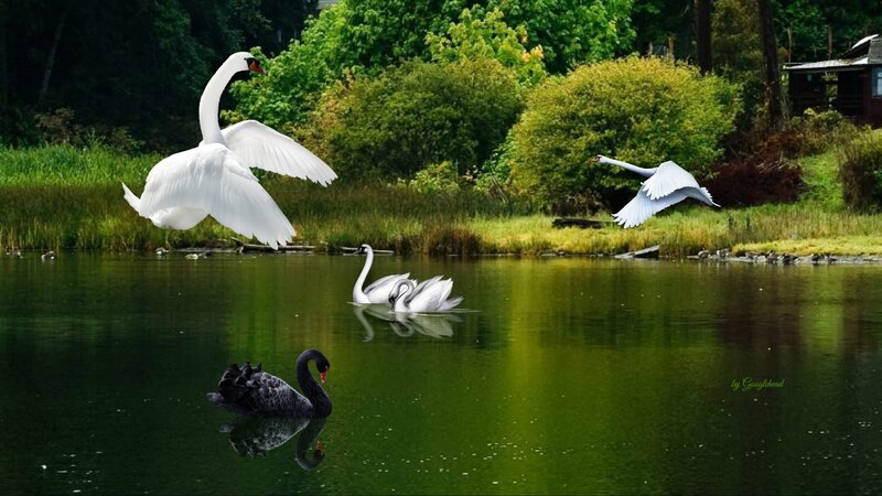 Swans on a Pond — Green, Serene, Afternoon, Photograph, Black Swan