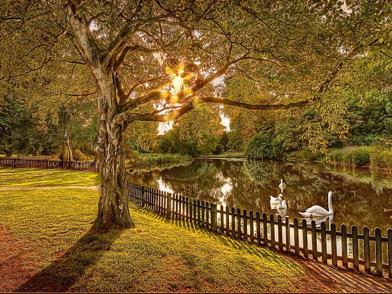 Swans on a Pond — Green, Serene, Sunset, Photograph