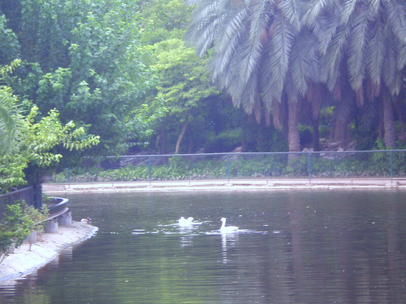 Swans on a pond in a park