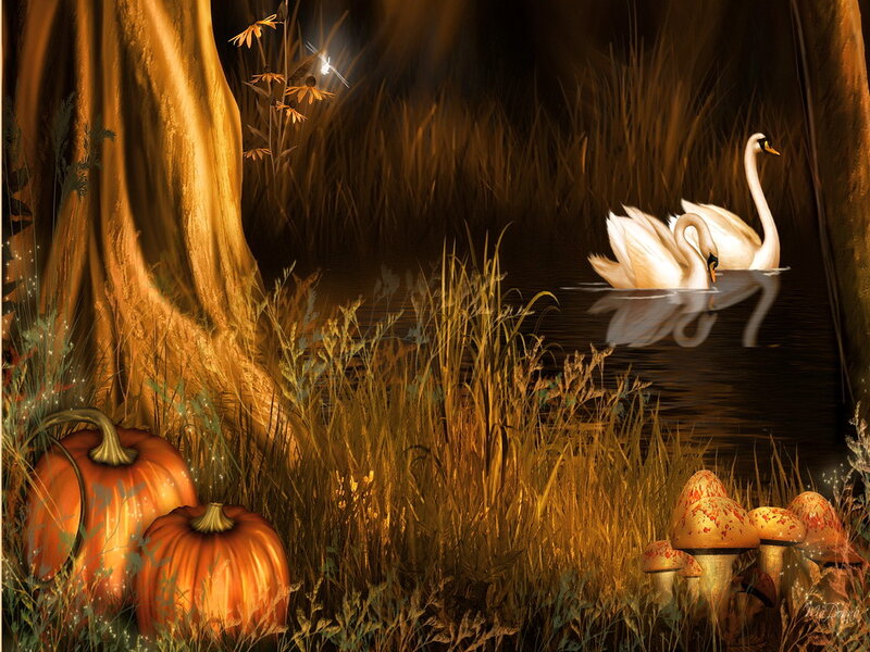 Swans on a Pond — Orange